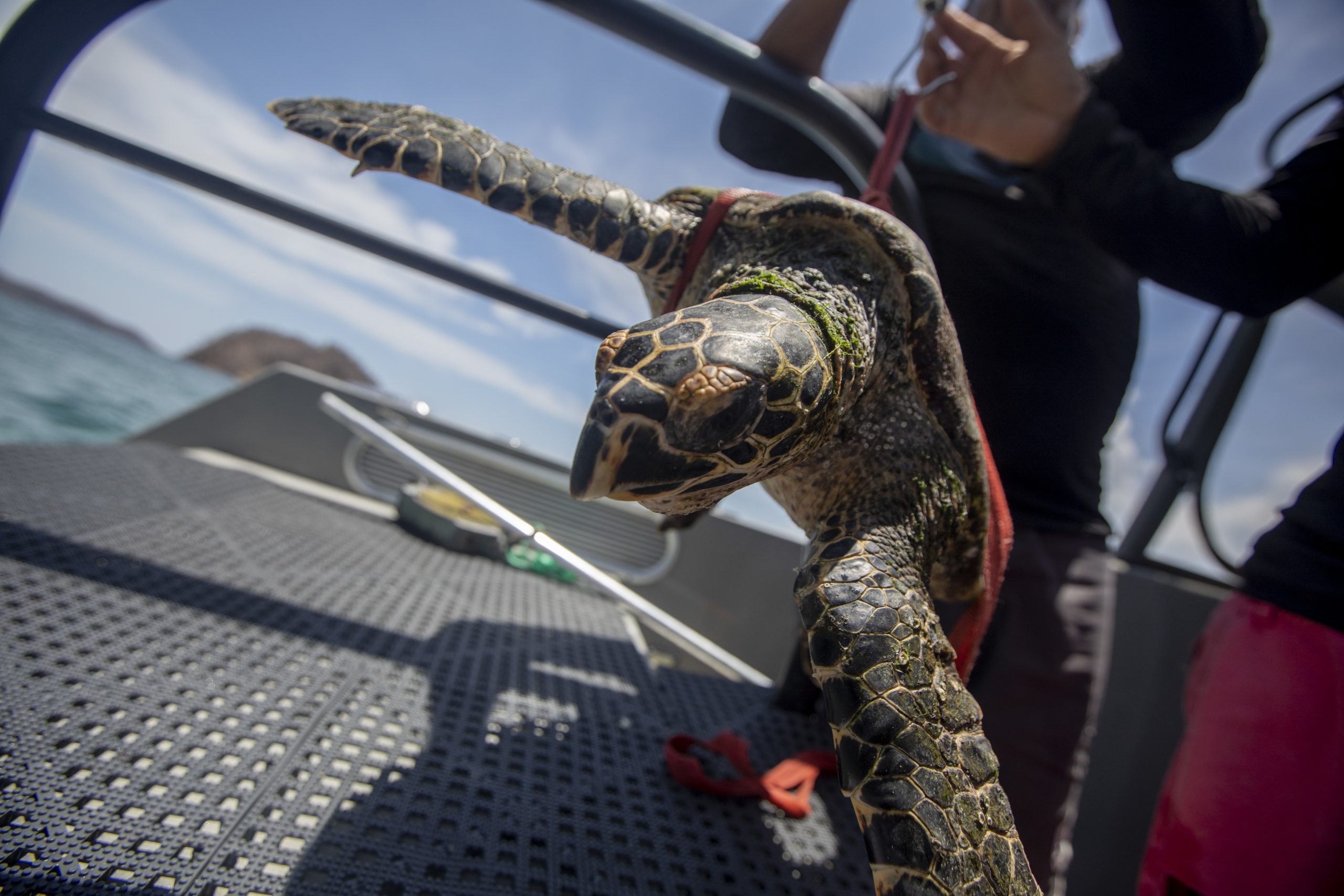 sea turtle research and conservation