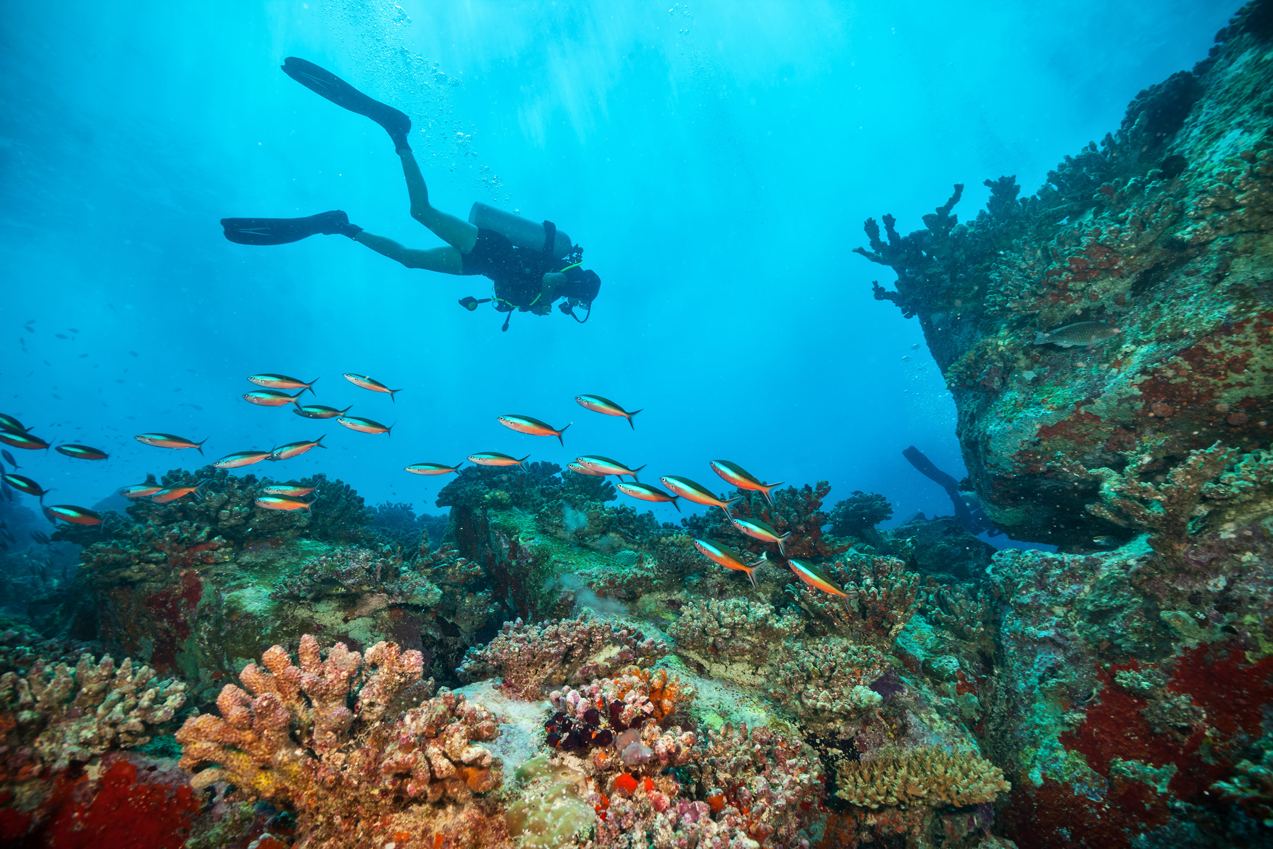 foundation diving ocean fish