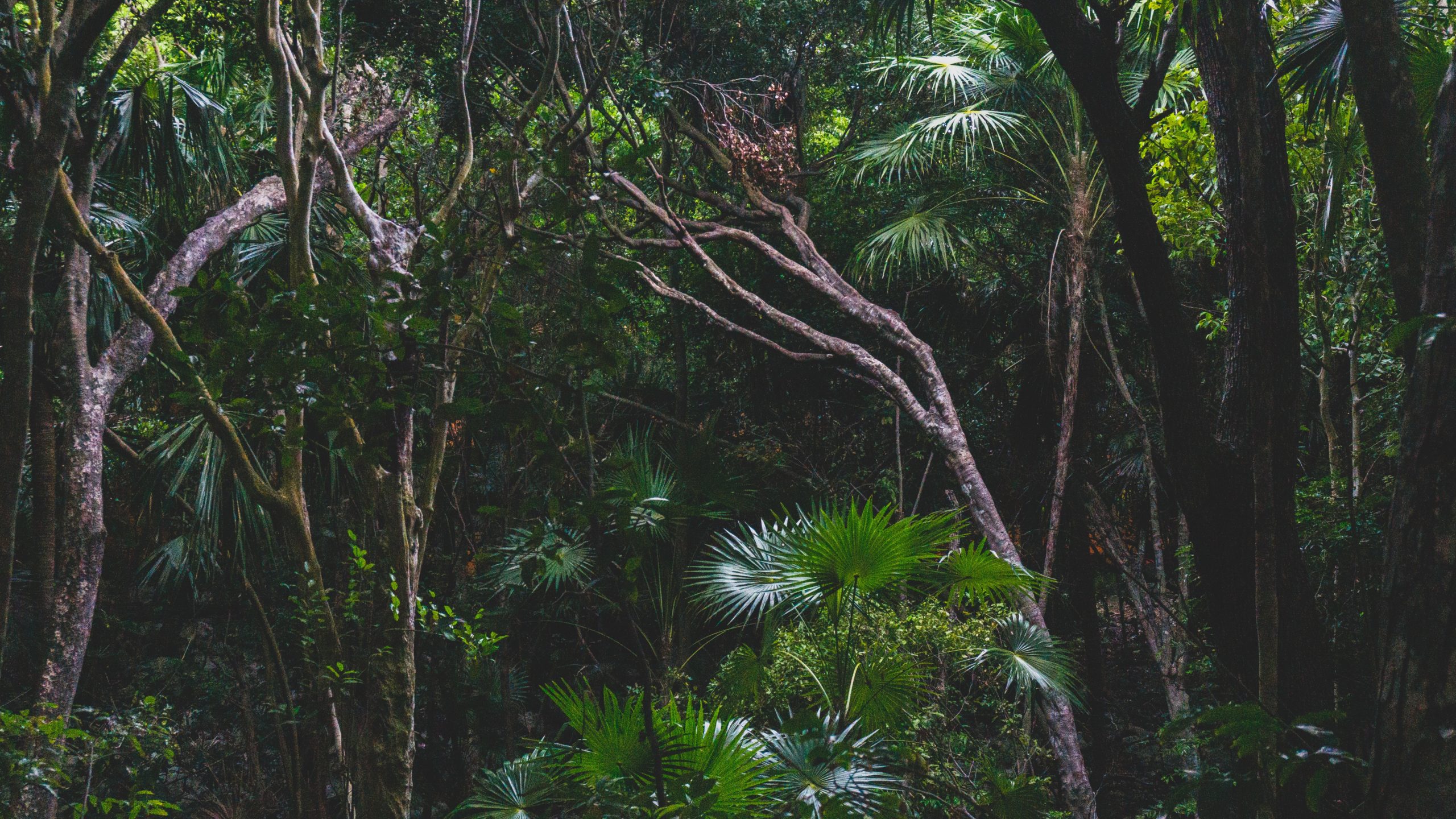 rainforest environment jungle trees