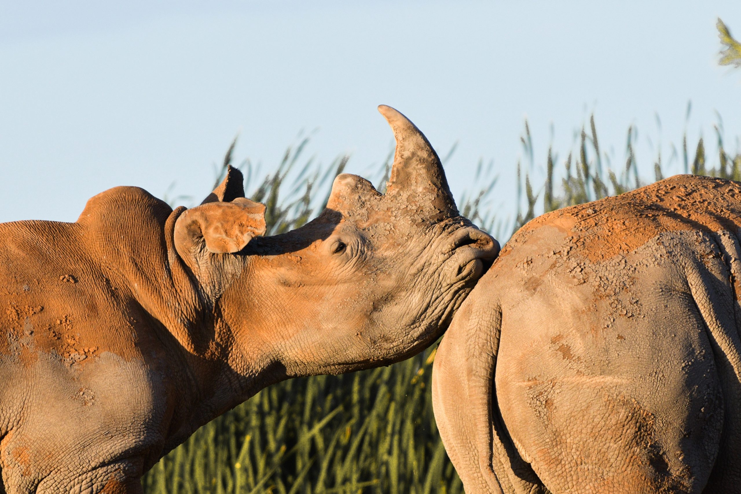 foundation rhino conservation