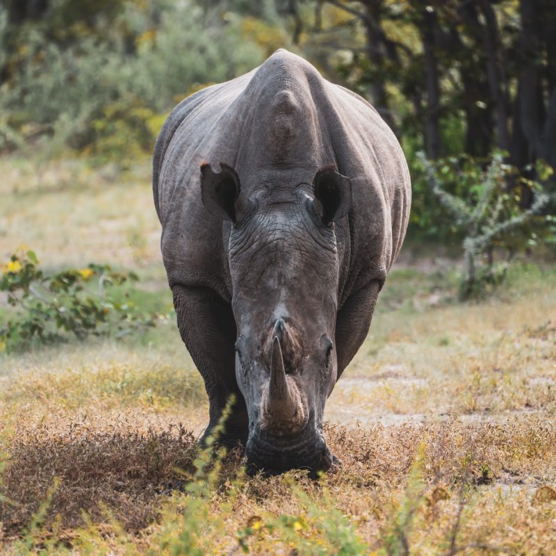 etosha national park namibia rhino
