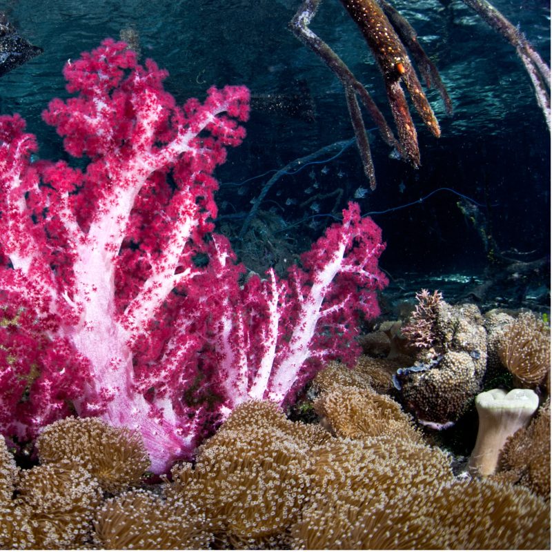 pink coral reef yacht conservation