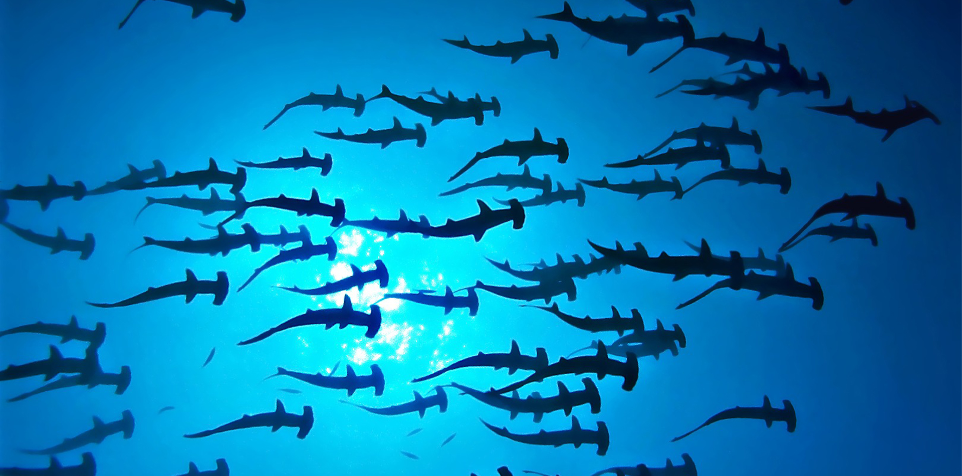 swimming hammerhead sharks