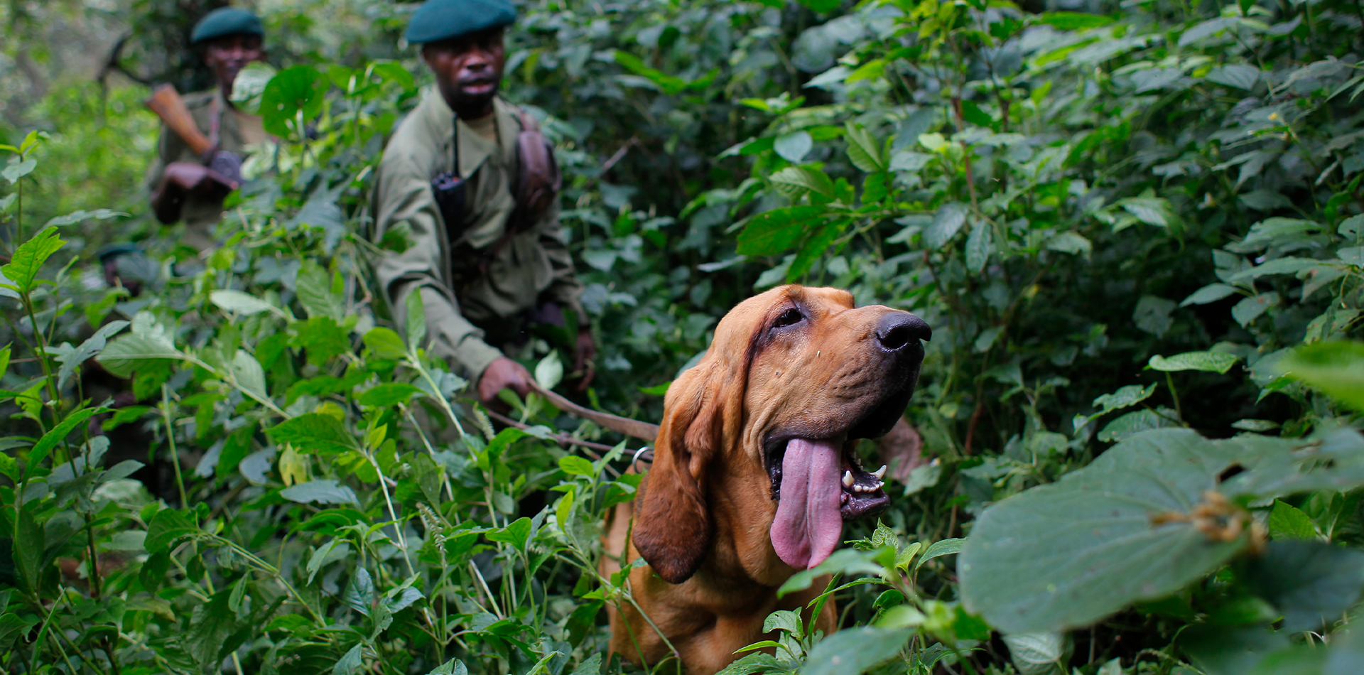 virunga field rangers tracking dog
