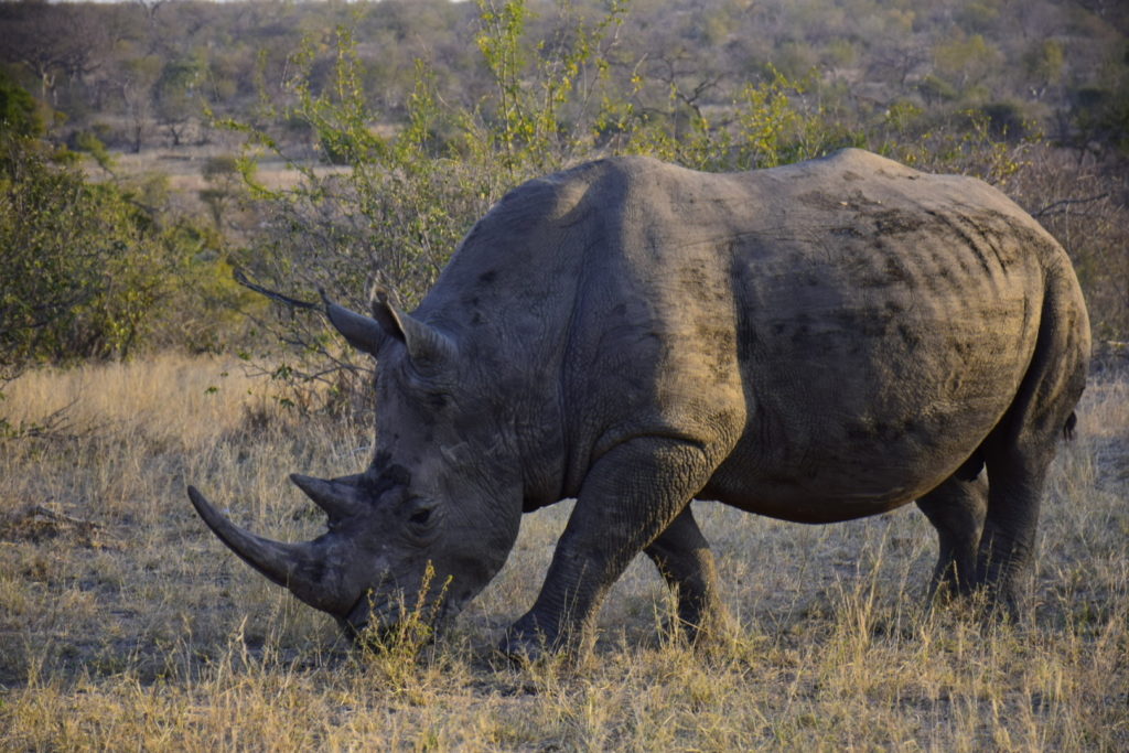 rhino conservation transfrontier africa