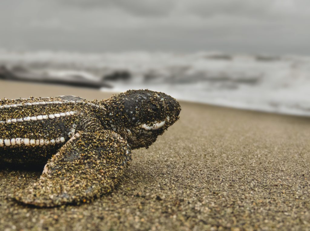hatchling sea turtle costa rica