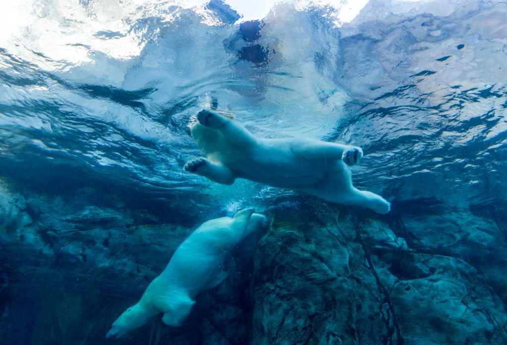 Two polar bears swimming in northern Alaska