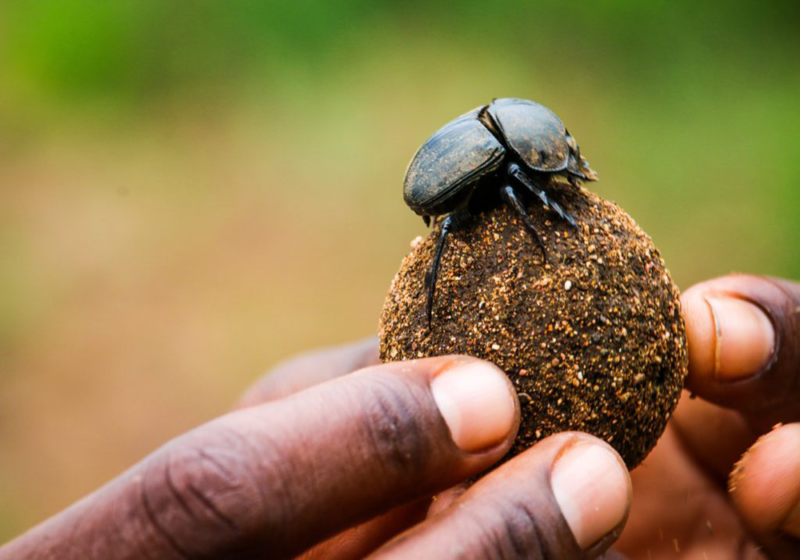 dung-beetle-in-bush