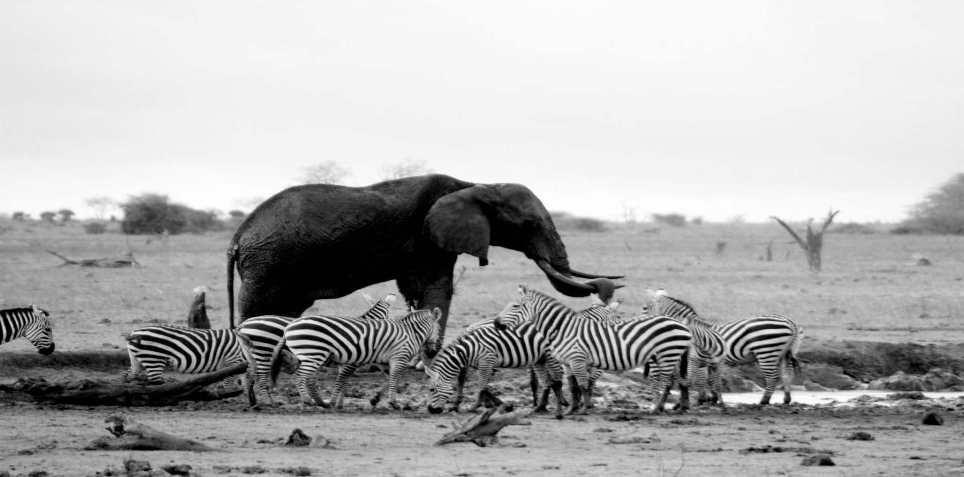 black-and-white-image-of-elephants-and-zebras-in-watering-hole