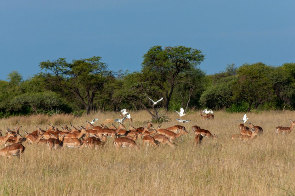 impala-herd-with-birds-trees-south-africa-