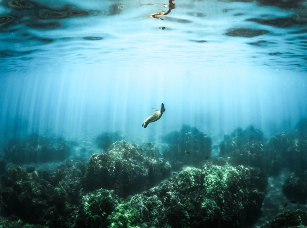 Turtle-swimming-in-the-sea