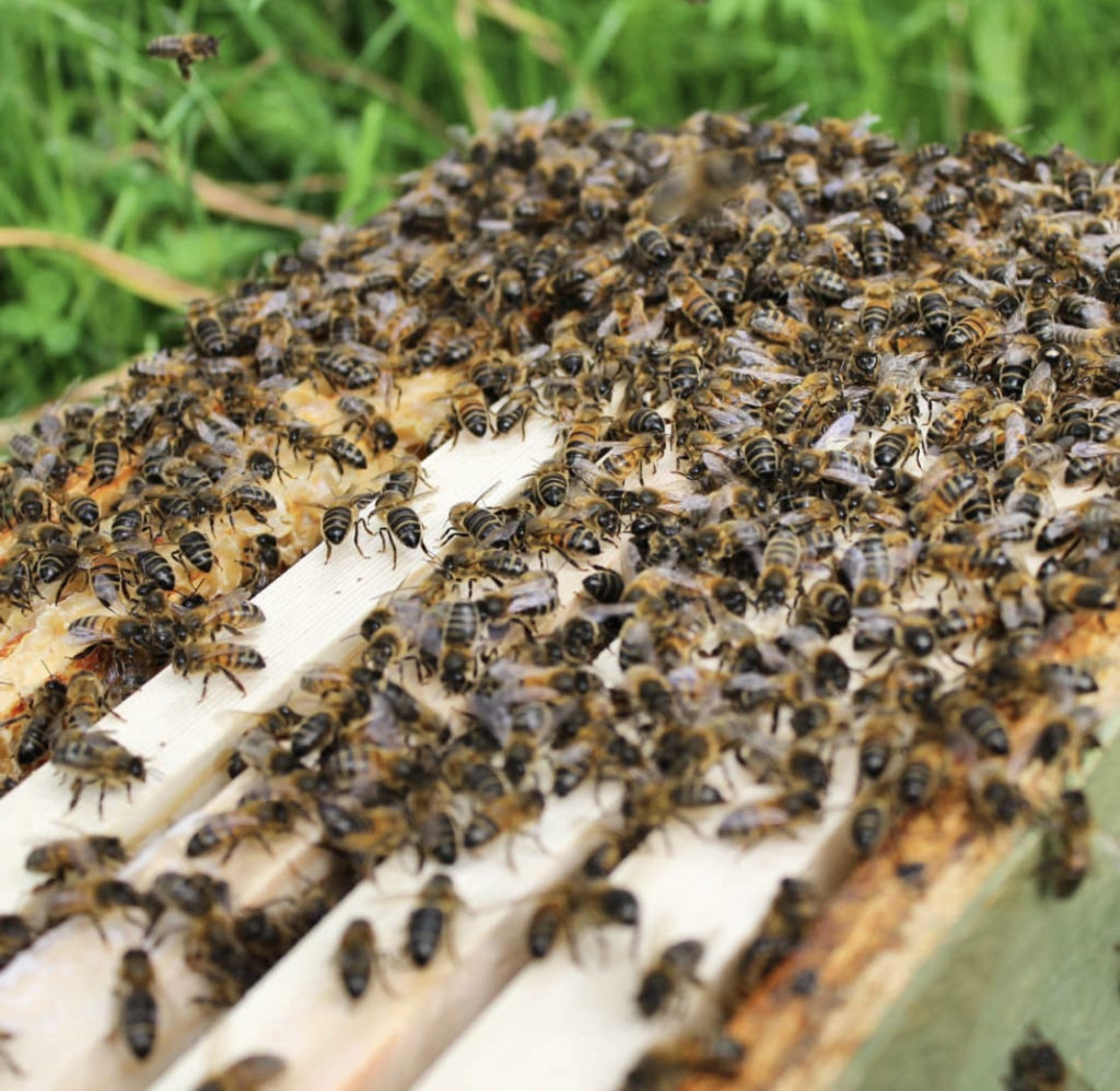 Close-up-of-honey-bee-North-Wales