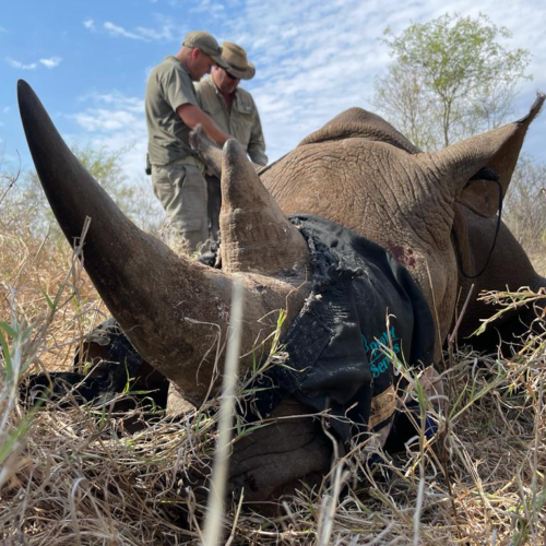Dehorning rhino - Tracking rhino - Black Rhino Conservation Efforts