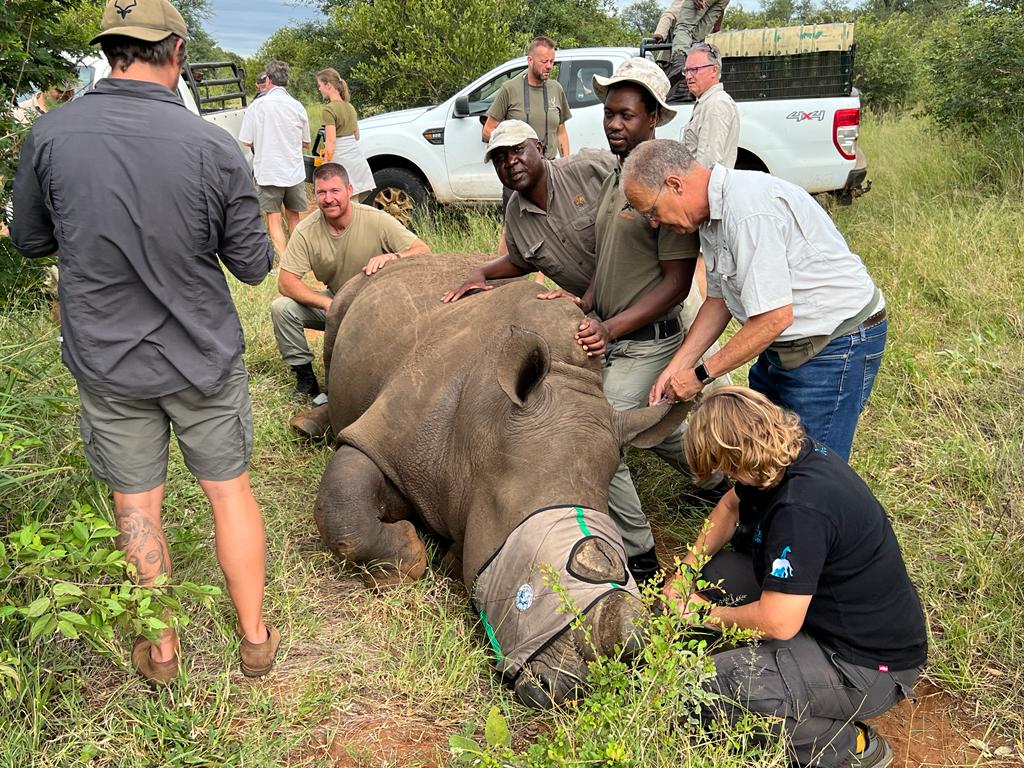 Dehorning rhino - Tracking rhino - Black Rhino Conservation Efforts